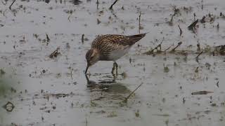 Bécasseau tacheté Pectoral sandpiper [upl. by Patti62]