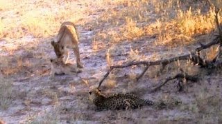 Lioness amp cub pay last respects to dying leopard [upl. by Ardnohsed]