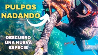 ✅PESCA SUBMARINA🐙PULPOS NADANDO🐙Descubro una NUEVA ESPECIE RECETA PULPO Y PINTO A LA BRASA [upl. by Luella]