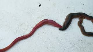 Bloodworm amp Sandworm NOT A FIGHT Just showing the difference [upl. by Aeht]