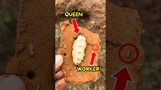 Why Termite Queens Are Massive😱 [upl. by Cyndy]