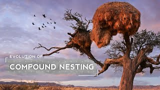 How Weaver Birds Evolved to Build Huge Nests [upl. by Arehsat]