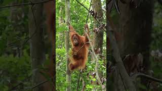 Amazing Wildlife Destinations Around the World Part 1 Sumatra Indonesia [upl. by Scheck]