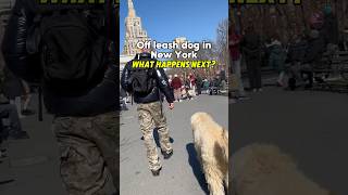 Off leash dog in New York 🏙️🐕dog dogtrainer newyork [upl. by Otes]