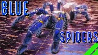 Top 10 BLUE Tarantulas  YOU Wont Believe Your Eyes [upl. by Tacita]