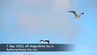 Redfooted Booby 7 Sep 2022 off Aogashima Izu Is [upl. by Aicenad]