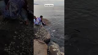 Strike sotong babon dengan muncratan tinta fish sotong cumi sea laut mancing fishingvideo [upl. by Ysnap]