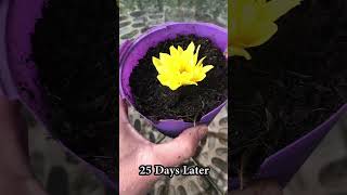 How to grow chrysanthemums properly and quickly [upl. by Llenrup578]