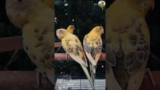 Recessive pied budgies 💞trendingshorts birds viralshort [upl. by Aicinet]