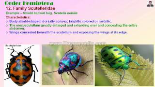 Apterygote and Exopterygote Insect Family identificationmp4 [upl. by Kiraa]