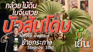 บัวสันโดษ กล้วยไม้ดิน ใบจีบสวย ชอบอยู่ลำพัง Nervilia aragoana [upl. by Davon]