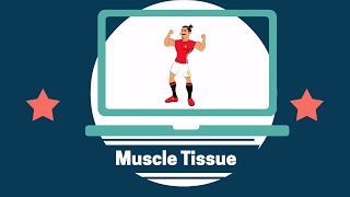 Muscle Tissues  Includes Voluntary and Involuntary Muscles [upl. by Dott964]