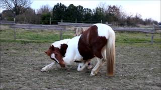 ♘ TUTO ♘  Comment coucher son poney  Appy Ness [upl. by Auhso505]