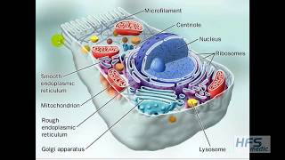 CONCEPTOS BASICOS DE BIOLOGIA CELULAR y ejercicio físico [upl. by Ecneralc]