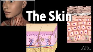 The Integumentary System Part 1  Skin Deep Crash Course Anatomy amp Physiology 6 [upl. by Ayortal]