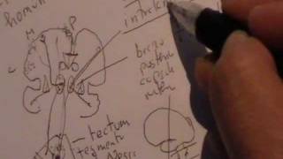 NEUROANATOMIA 20 TRACTOS ASCENDENTES DE LA MEDULA ESPINAL DOLOR [upl. by Sorvats]