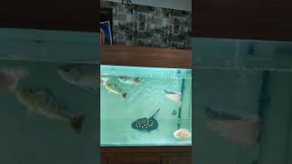 Arowana Community Tank Setup  Stingray [upl. by Milan]