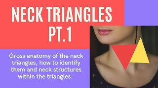 Anterior and Posterior Neck Triangles Gross Anatomy Part 1 anatomy [upl. by Zolnay]