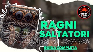 COME SI ALLEVA UN RAGNO SALTATORE I Guida ai Phidippus regius [upl. by Krisha]