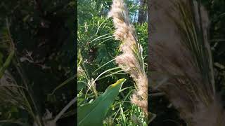 Pampas Grass Among the Philodendrons [upl. by Nnire399]