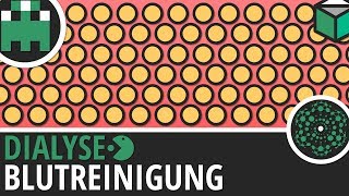 Dialyse Blutreinigung einfach erklärt│Biologie Lernvideo Learning Level Up [upl. by Ariaes]