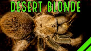 Arizona Blond Tarantula Aphonopelma chalcodes Care amp Husbandry [upl. by Aroon]