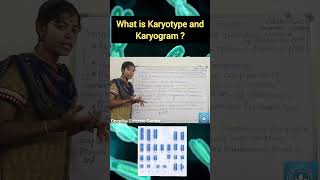 Karyotype and Karyogram deepikasciencecorner karyotype karyogram biology class10science [upl. by Sol]