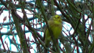 Beautiful Yellowhammer On The Tree [upl. by Emoraj141]