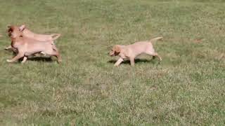 Labrador Retriever Puppies For Sale [upl. by Nosnar887]