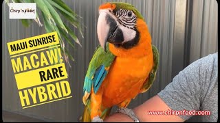 The Rarest Maui Sunrise Macaw In The World  Hybrid Macaw [upl. by Retsam886]