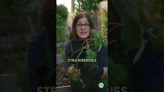 Grow STRAWBERRIES Like a Pro Gardening Tips [upl. by Annayram295]