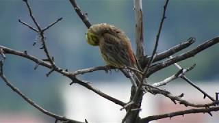 Trznadel  Yellowhammer  Emberiza citrinella Śpiew trznadla  Yellowhammer Song [upl. by Ventura]