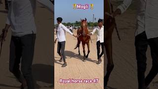 Ha mogli ni moj ha  horse power  horse lovers  Marwari horse  horse of Gujarat  shorts horse [upl. by Eniar385]