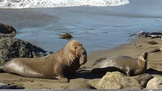 Elephant Seal Sounds Compilation  Mirounga leonina Sounds [upl. by Rodolphe287]