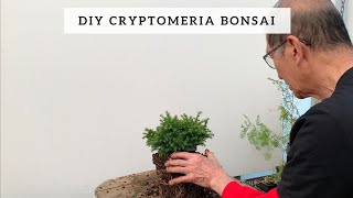 DIY Cryptomeria Bonsai [upl. by Quiteri]