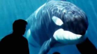 In Memory Of Keiko The Whale [upl. by Kandy]