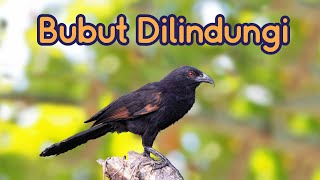 5 Burung Bubut Dilindungi [upl. by Leelah736]