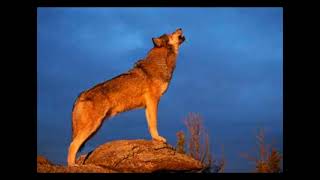 WOLVES HOWLING SOUND EFFECT in Best Quality [upl. by Ecirehc]