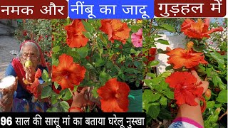 नमक और नींबू का जादू how to get maximum flowers on hibiscus plantfertilizer [upl. by Anurag823]