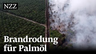 Stoppt Palmöl mit Nachhaltigkeitszertifikat die Abholzung vom Regenwald [upl. by Ennaecarg39]