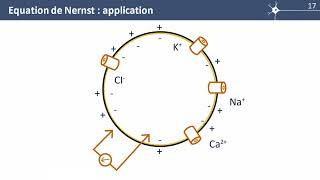 S1E2 Les gradients ioniques  léquation de Nernst [upl. by Ociram]