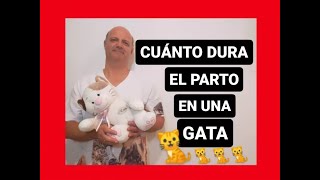 ¿Cuánto dura el parto de una gata [upl. by Ecinert]