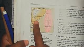 Glycogen metabolism glycogen synthesis part 1 [upl. by Ettegdirb]