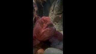 Chilling with a Wolffish [upl. by Einoj]