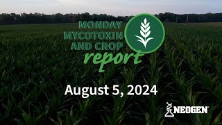 Monday Mycotoxin and Crop Report for August 5 2024 [upl. by Aihsotan]