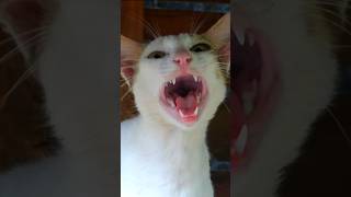 Long and loud cat meow sound to attract cats and to prank dogs [upl. by Raymond]