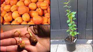 Faire pousser un abricotier en pot  Growing an apricot tree in container [upl. by Nennek]