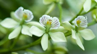 Episode 8 Prosthechea radiata fills the air in our greehouse with a delicious scent August 2021 [upl. by Ruddy]