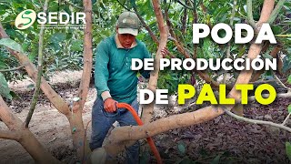 Sedir I PODA DE PRODUCCIÓN EN PALTO [upl. by Zonda]