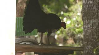 Brush Turkey vandalizing an unoccupied picnic [upl. by Oah]